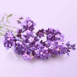 Product thumb gallery 4333311